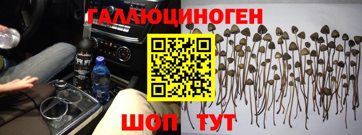 Моршанск  Псилоцибиновые грибы GOLDEN TEACHER  Вход с VPN  Галлюциногенные грибы MAGIC MUSHROOMS 